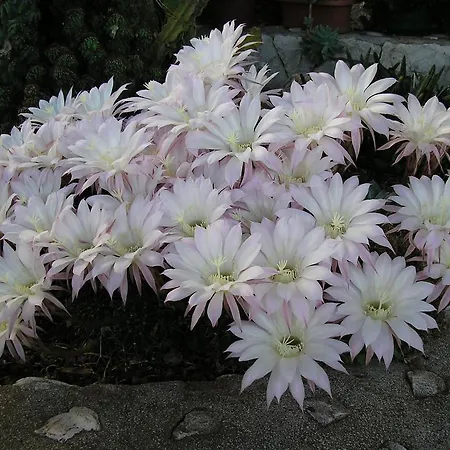 Katica Apartament Trogir