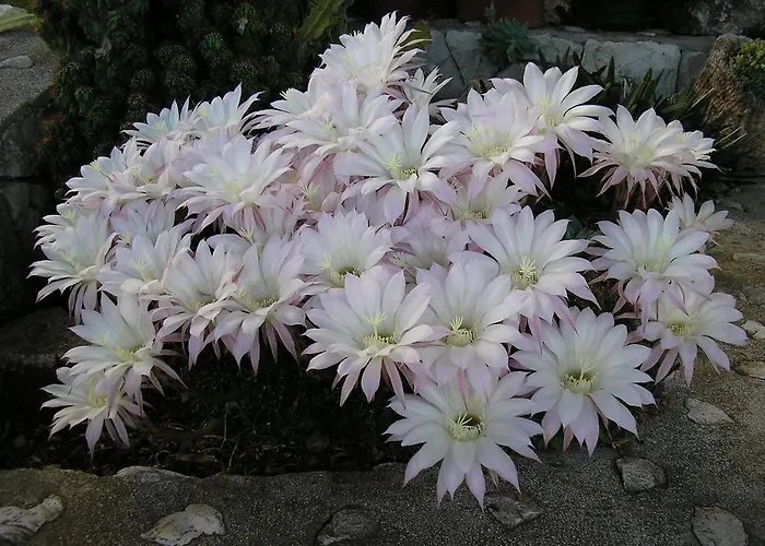 Katica 아파트 트로기르